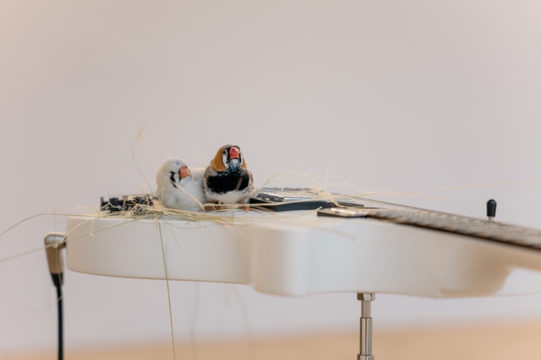 Detail of Céleste Boursier-Mougenot’s from here to ear installation at MAAT Gallery. Two small birds perch on a white electric guitar covered with strands of dried grass, integrated into the exhibition space.